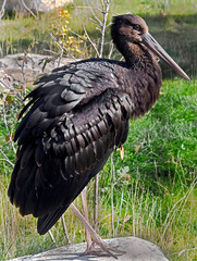 Black stork. Latin name - Ciconia nigra