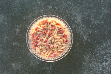 Many living larvae , Maggots in a box for winter fishing