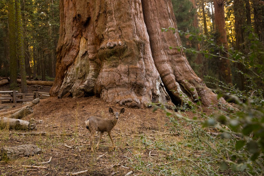 USA, California, Death Valley, General Sherman Tree, giant sequoia, Sequoia dendron giganteum