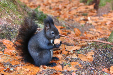 Eichörnchen im Winter