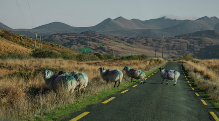Kerry, Irland - Schafe auf einer Landstraße