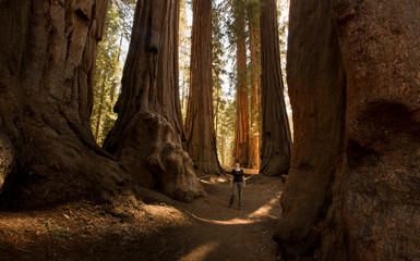 USA, California, Sequoia National Park, Sequoia tree and woman, sun light