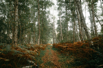 Path Through Woodland Fern In Fall