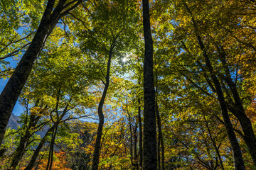 白山国立公園・紅葉の森