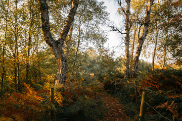 Trees At Sunset In Fall