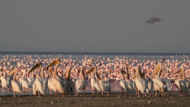 Great White Pelicans and flamingos. Colony of Flamingos on the Natron lake. Lesser Flamingo Scientific name: Phoenicoparrus minor. Tanzania, Africa