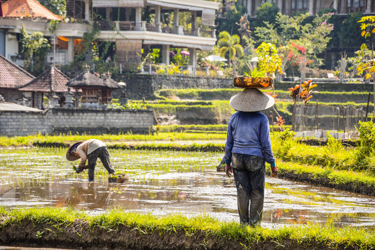 indonese rice farmers at work