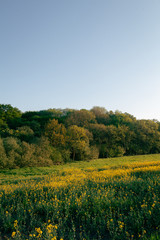 Obraz premium Sunny Forest Edge With Meadow And Crops