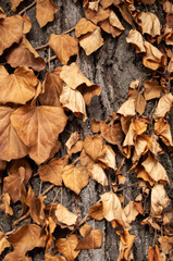 Brown leaves on a trunk