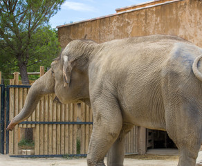 Elephant - Zoo de La Barben - France
