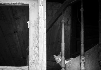 Cat staring at camera Crete Greece Europe