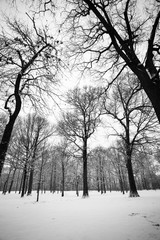 Winter landscape with bare branches on tree and snow