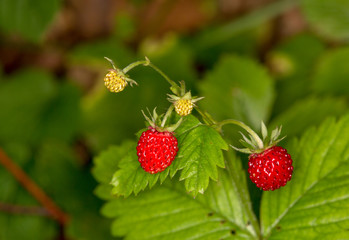 Fraisier des bois- Fragaria vesca