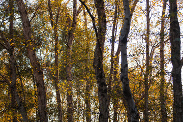 Fototapeta premium Sunlight Through Trees