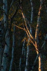 Sunlight Hitting Tree In Autumn