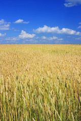 Field of ripe wheat ears