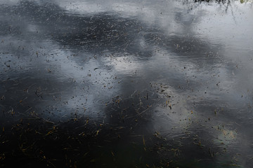Grassy Pond Reflection