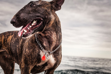 Dog portrait beach with waves