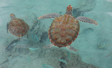 Caribbean turtles