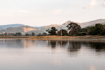 Lakeside View With Dead Tree