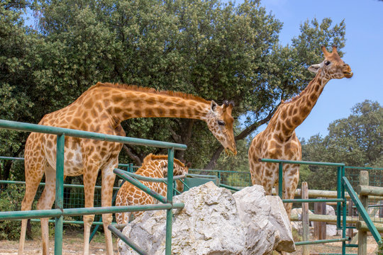 Girafes - Zoo de La Barben - France