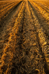 Rows Of Harvested Crops