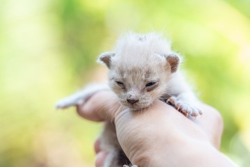 Newborn kitten in hand on green outdoor. little cat newbie