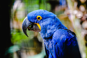 Portrait of Blue macaw (Anodorhynchus hyacinthinus) with yellow outline in the eye. Photo taken in Brazil.