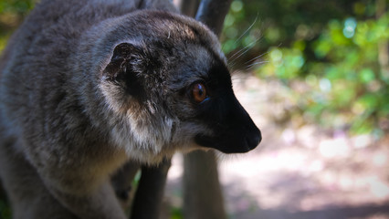 Portrait of black lemur aka Eulemur macaco male at the tree, Atsinanana region, Madagascar