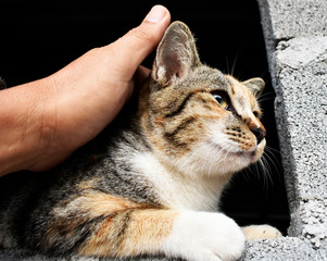 Multicolored cats sit on the brick window, with gentle hands, petting gently.