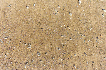 Texture with seashells in the sand