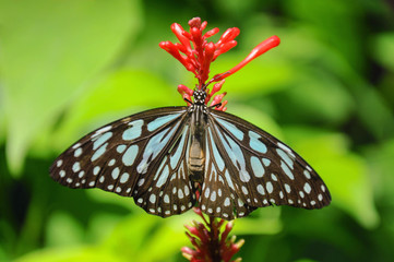 Closeup butterfly on flower