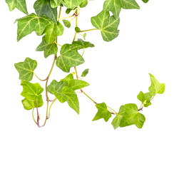 ivy leaves isolated on a white background