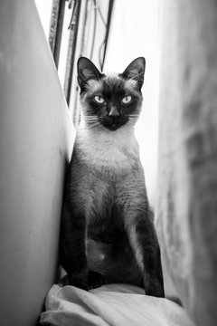 siames retrato