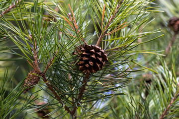Pine tree closeup