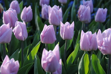 Field of tulips in the Netherlands