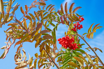 Large berries of red rowan against the blue sky