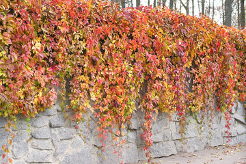 Ivy with autumn leaves covers a stone wall