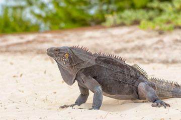 Large scaly Iguana close-up against a background of sand