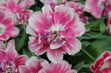 Fototapeta na wymiar Tulips season in the Netherlands