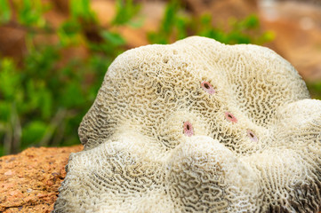 Macro shooting of coral on stone