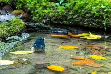 A Hainan Blue Flycatcher bathing in a natural small pond