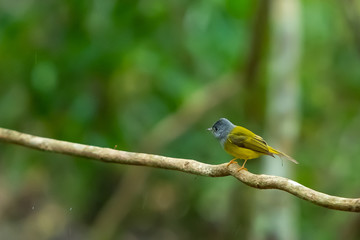 A Grey headed Canary flycatcher on a liana branch