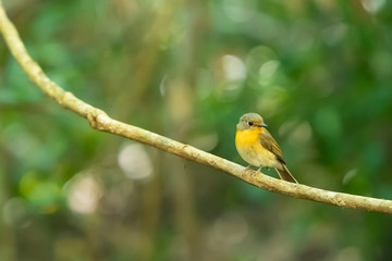 A Tickell's blue flycatcher on a liana branch
