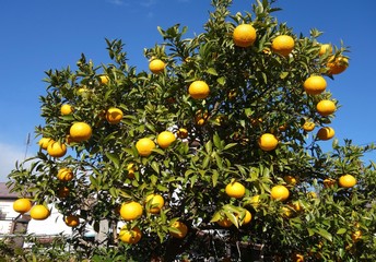 夏みかん