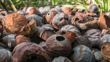 a pile of many coconut 