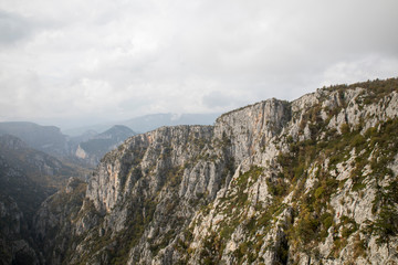 Mountain Forest of Pine Trees