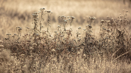 Dry grass in the morning at sunrise
