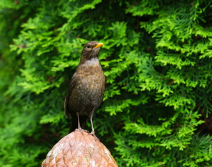 Amsel,Vogel,Gartenvogel