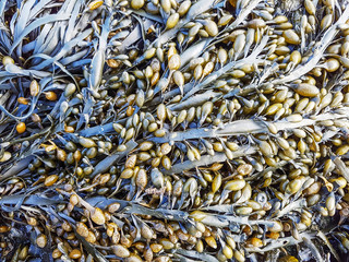 Feamainn bhu&iacute;, rockweed or knotted kelp